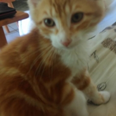 Image pour l'annonce Donne très joli Chaton