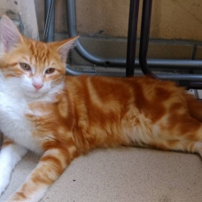 Image pour l'annonce Donne très joli Chaton