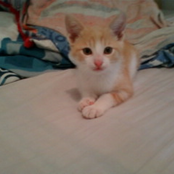 Image pour l'annonce chaton male a donner contre bon soins