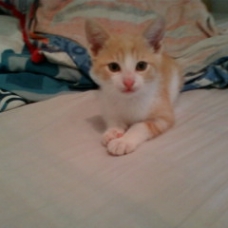 Image pour l'annonce chaton male a donner contre bon soins