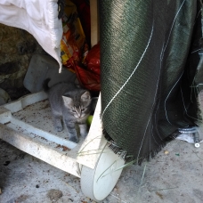 Image pour l'annonce donne chaton