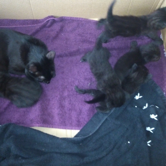Image pour l'annonce donne chatons