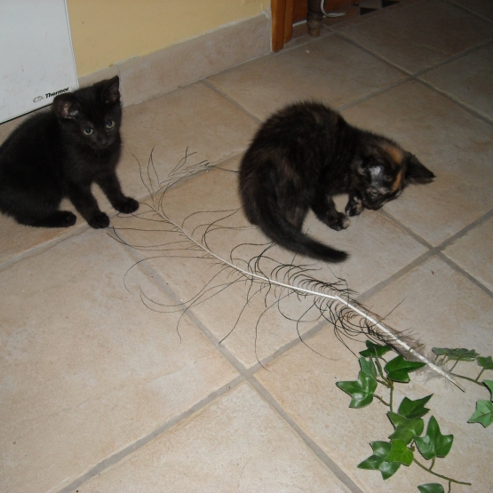 Image pour l'annonce don de chatons