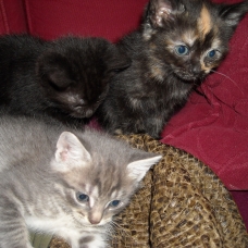 Image pour l'annonce don de chatons