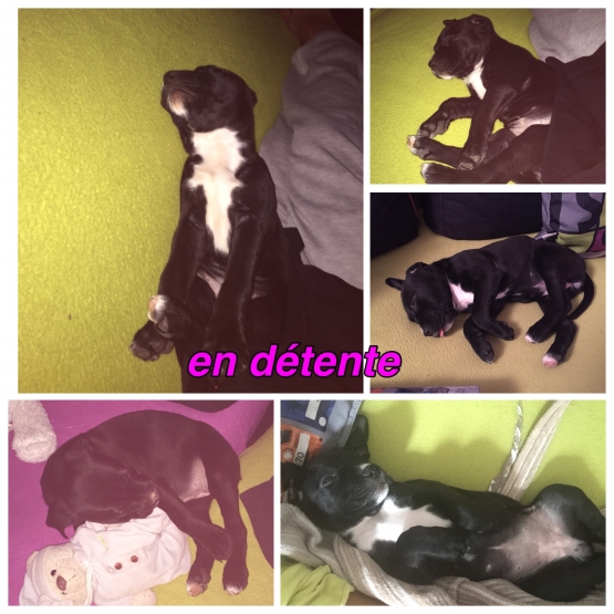 Image pour l'annonce Vend am staff chiot bientôt 4mois