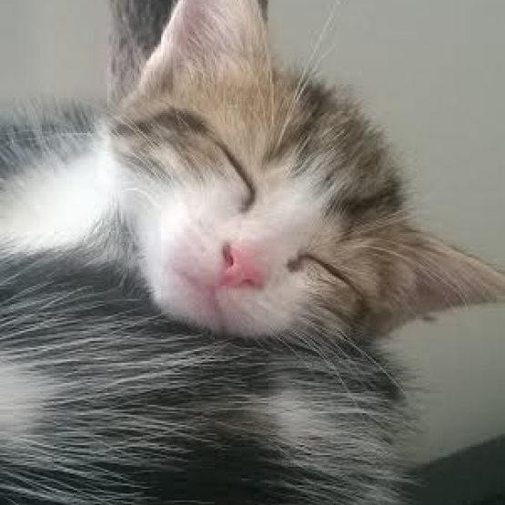 Image pour l'annonce Donne Chatons 2 mois