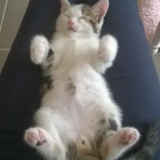 Image pour l'annonce Donne Chatons 2 mois