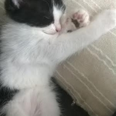 Image pour l'annonce Donne Chatons 2 mois