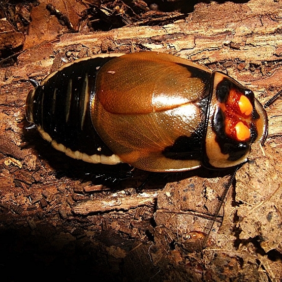 Image pour l'annonce Blattes réduves insectes