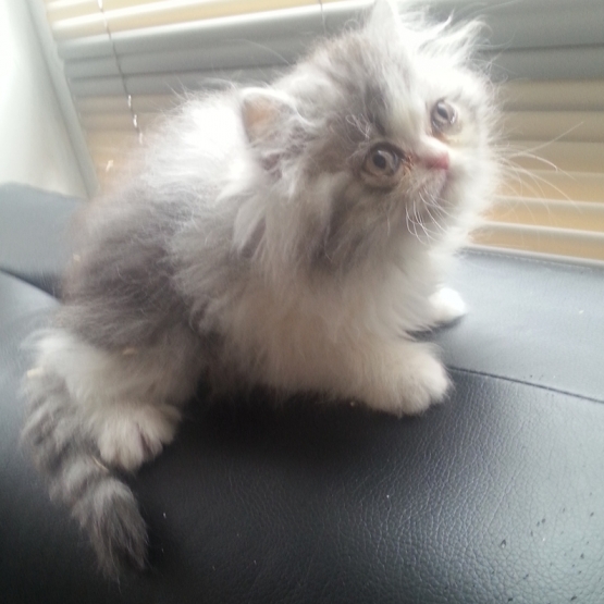 Image pour l'annonce Vend chaton persan