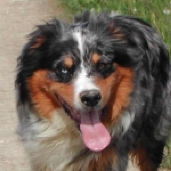 Image pour l'annonce Cherche chiot berger australien