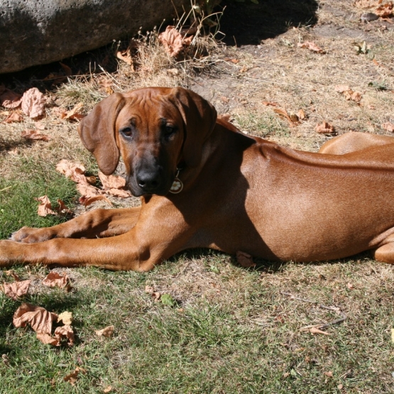 Image pour l'annonce Rhodesian ridgeback LOF