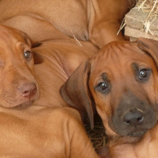 Image pour l'annonce Rhodesian ridgeback LOF