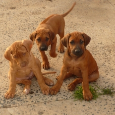 Image pour l'annonce Rhodesian ridgeback LOF