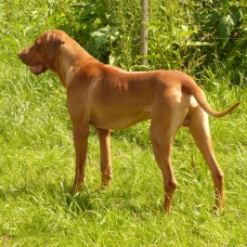 Image pour l'annonce Rhodesian ridgeback LOF