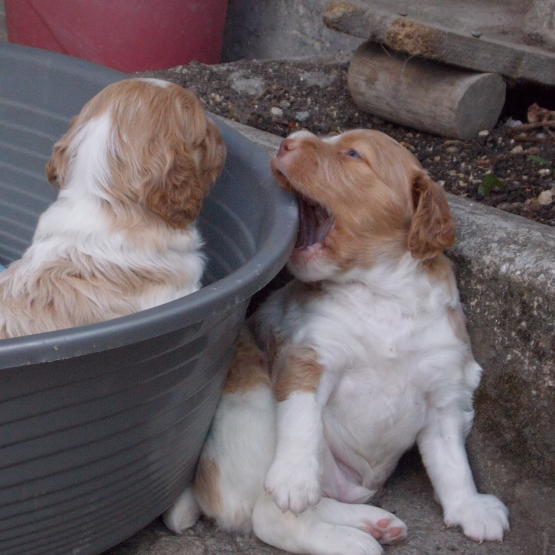 Image pour l'annonce chiots épagneul breton orange et blanc