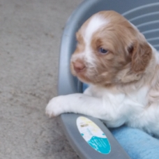 Image pour l'annonce chiots épagneul breton orange et blanc