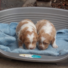 Image pour l'annonce chiots épagneul breton orange et blanc