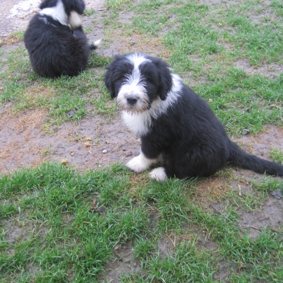 Image pour l'annonce vend bearded collie