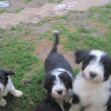 Image pour l'annonce vend bearded collie
