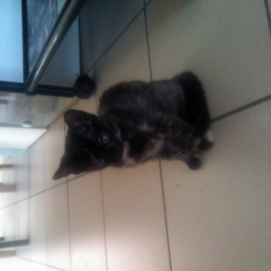 Image pour l'annonce donne  1 chaton femelle