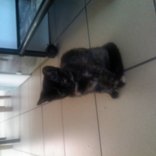 Image pour l'annonce donne  1 chaton femelle