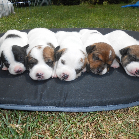 Image pour l'annonce Chiots Jack Russel