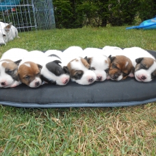 Image pour l'annonce Chiots Jack Russel