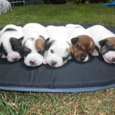 Image pour l'annonce Chiots Jack Russel