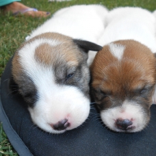 Image pour l'annonce Chiots Jack Russel