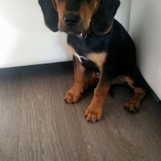Image pour l'annonce Vend Chiot Beagle / Teckel