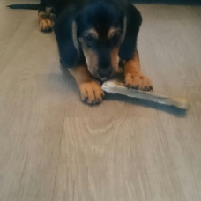 Image pour l'annonce Vend Chiot Beagle / Teckel