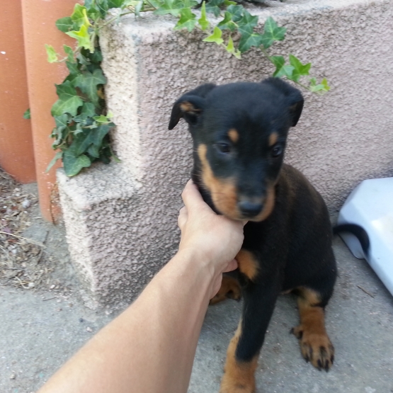 Image pour l'annonce vends beauceron
