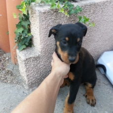 Image pour l'annonce vends beauceron