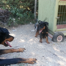 Image pour l'annonce vends beauceron