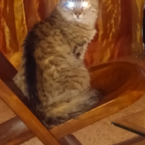 Image pour l'annonce Donne un petit chat