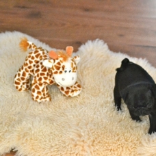 Image pour l'annonce vends chiots carlin noir / sablé