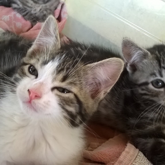 Image pour l'annonce Donne chatons femelles et mâles