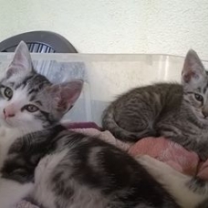 Image pour l'annonce Donne chatons femelles et mâles
