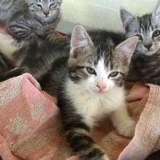 Image pour l'annonce Donne chatons femelles et mâles