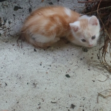 Image pour l'annonce Donne chatons femelles et mâles