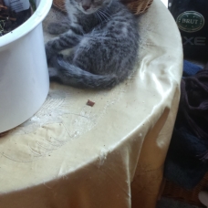 Image pour l'annonce Donne chatons femelles et mâles