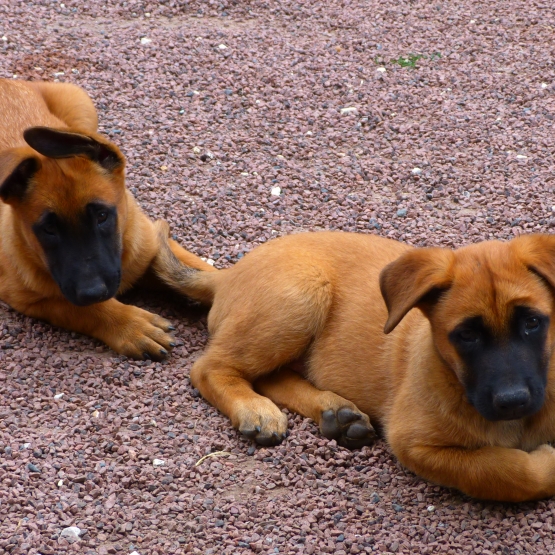 Image pour l'annonce Chiots mâles Malinois pure race