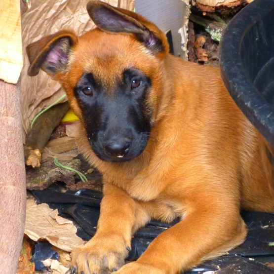 Image pour l'annonce Chiots mâles Malinois pure race