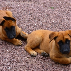 Image pour l'annonce Chiots mâles Malinois pure race