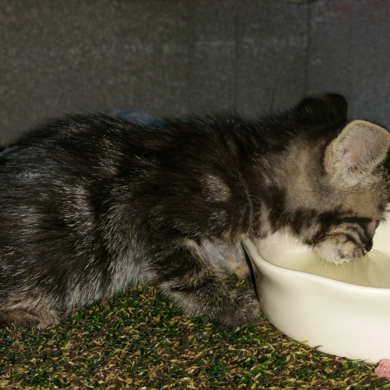 Image pour l'annonce donne 3 chatons mâles et femelle