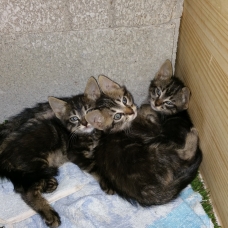 Image pour l'annonce donne 3 chatons mâles et femelle