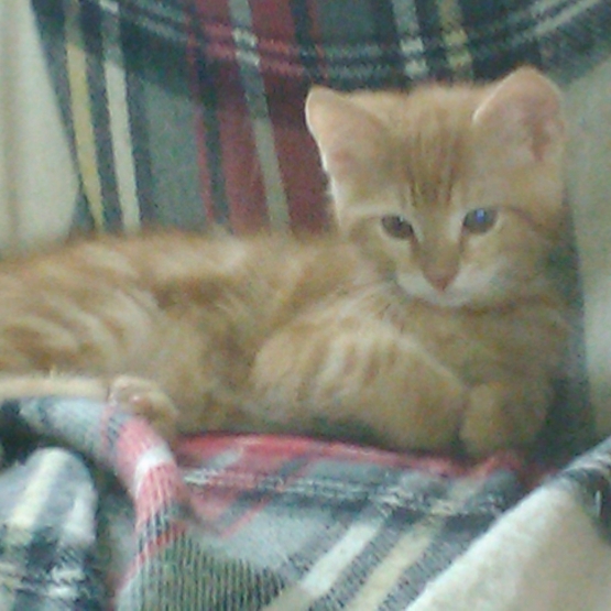 Image pour l'annonce 2 chatons de 2 mois a donner