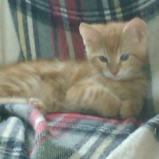 Image pour l'annonce 2 chatons de 2 mois a donner