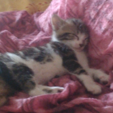 Image pour l'annonce 2 chatons de 2 mois a donner